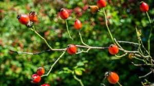 ROSA CANINA (dog rose) (climber)